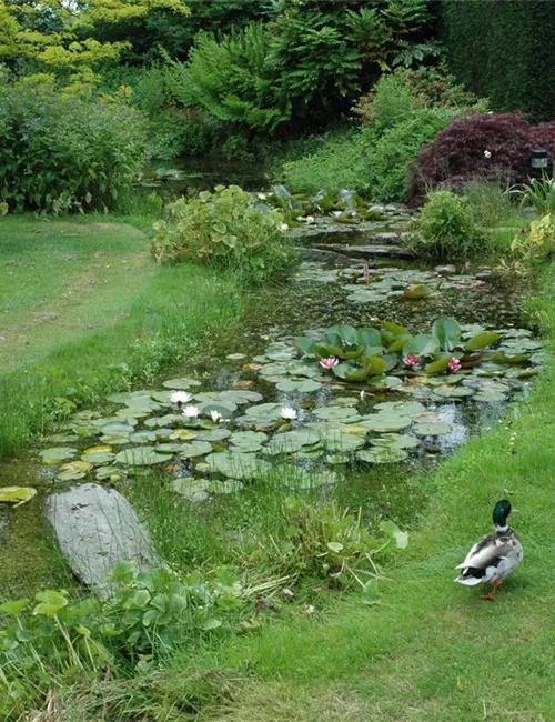 Der Bachlauf im Garten – Wasser bringt Ruhe und Erholung