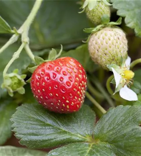 Fragaria vesca 'Korona'