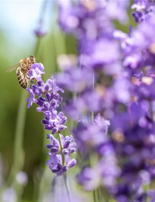 Bienenfreundliche Sommerblumen – ein Büffet für Biene und Co.