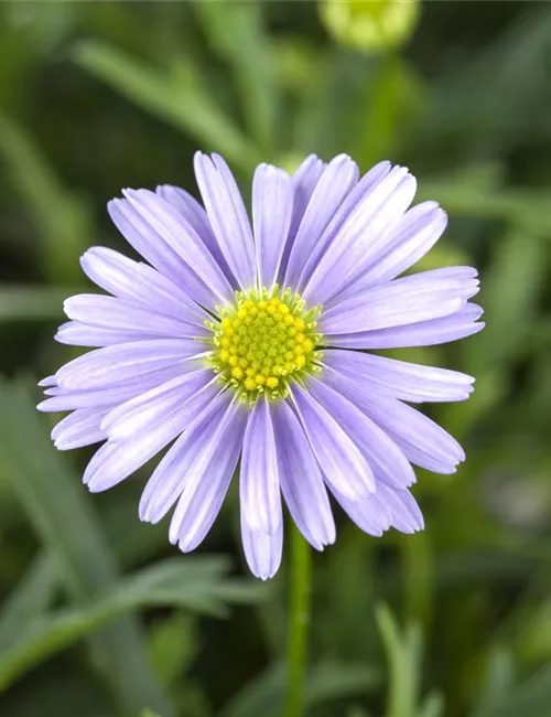 Essbare Blüten - Die schönsten Rezepte